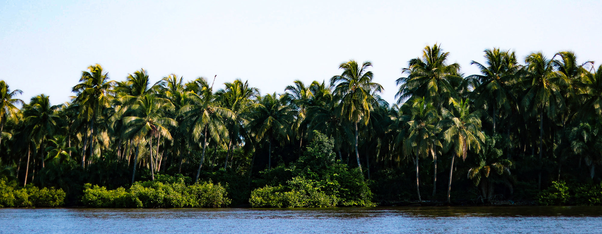 An island lined with palm trees