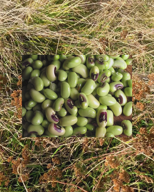 Ọjà: Words in Circulation - Bardwell Park